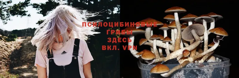 гидра как зайти  Гаврилов Посад  Галлюциногенные грибы Magic Shrooms 